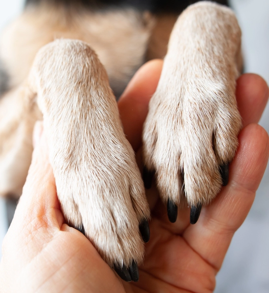 Remembrance Dog Companion Photo
